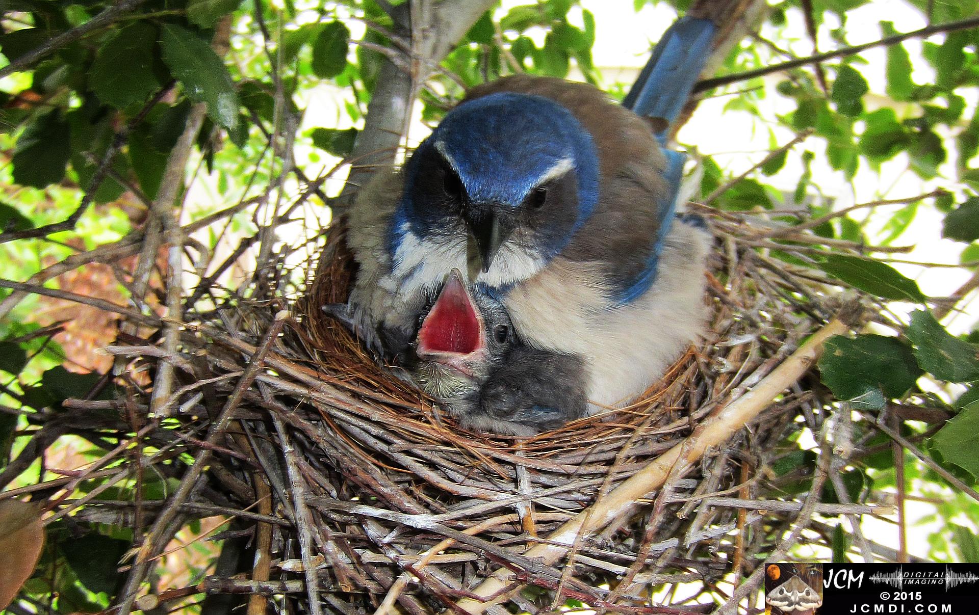 Scrub Jay Documentary Nest and Chicks HS300